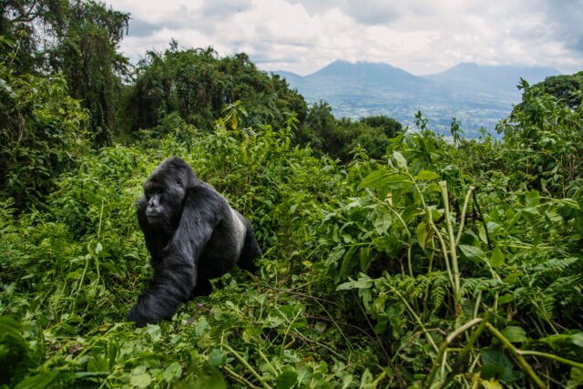 A Blueprint for Sustainable Ecotourism