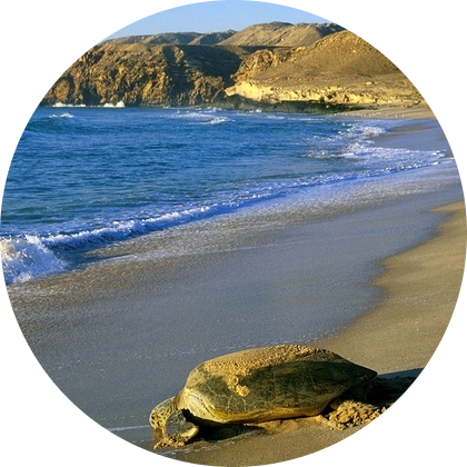 https://bic.camintra.com/wp-content/uploads/2022/07/ecotourism-oman-middleeast.png